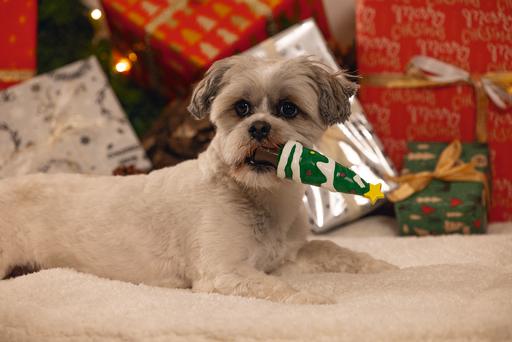 Immagine prodotto Beeztees Weihnachtsbaum Piek (Giocattolo di attività per cani)