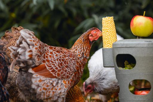 Actual product image Beeztees Feeding Station Chickens Snack Tower, Grey