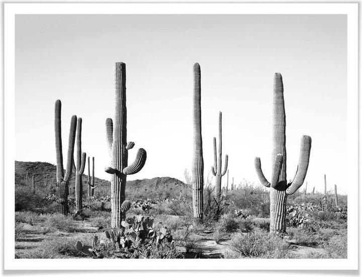 Image du produit Trenddeko Cactus dans le désert (50 x 40 cm)