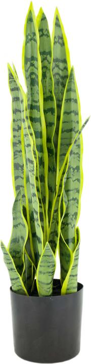 Produktbild Decofinder Bogenhanf, Grün H: 57 cm (57 cm)