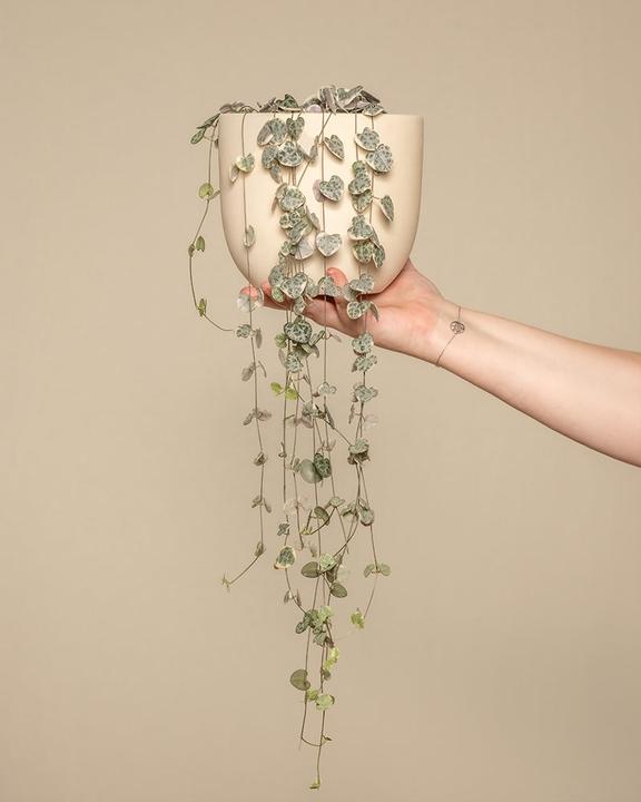 Immagine prodotto feey Leuchterpflanze pink (60 cm, Appena rinvasata)