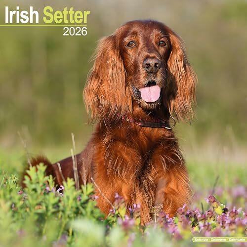 Actual product image Irish Setter Calendar 2026 Square Dog Breed Wall Calendar - 16 Month