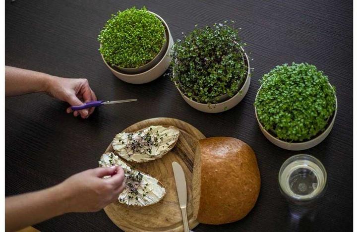 Actual product image Plastia Keimsprosskit Urbalive für Microgreens (16 x 7.70 cm)