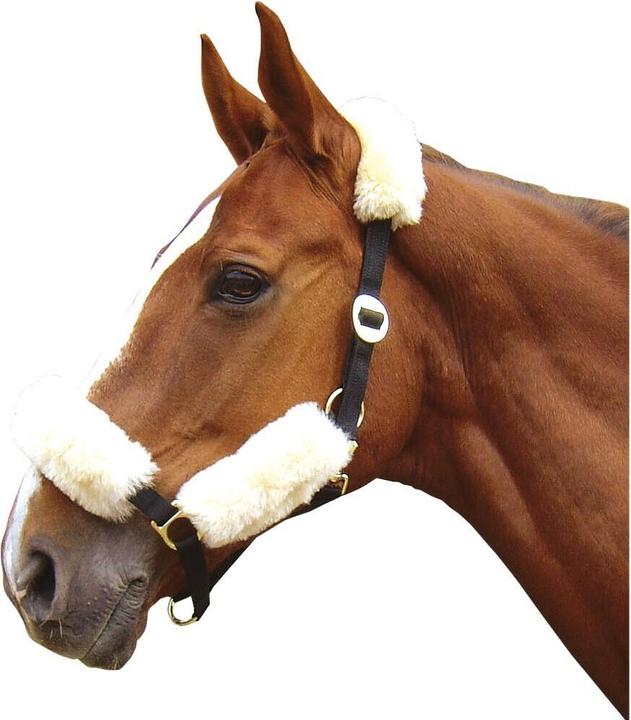 Produktbild Harry's Horse Scheide für Reithalfter Merino