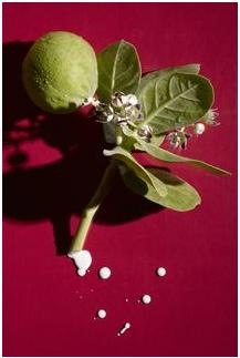 Immagine prodotto Ahava Maschera antirughe per la notte (50 ml)