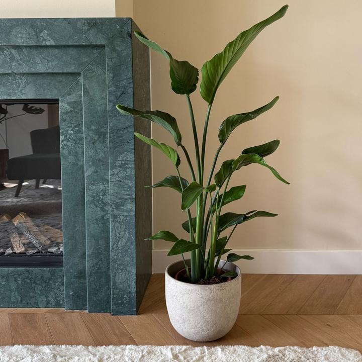 Produktbild Plant in a Box Strelitzia Nicolai - Paradiesvogelblume (110 cm)