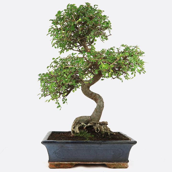 Image du produit Bonsai.ch Ulmus Orme de Chine