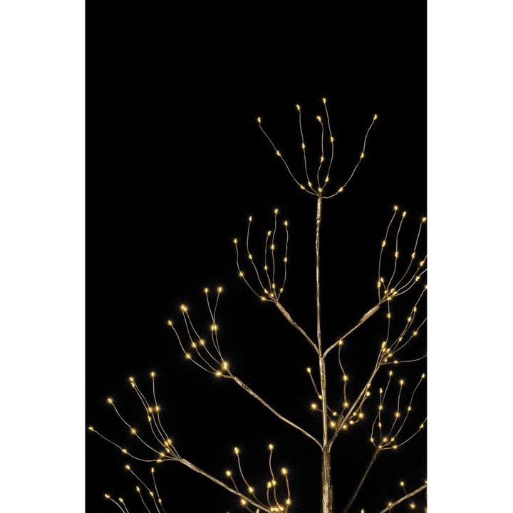 Produktbild STT Champagne Baum