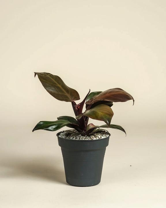 Produktbild feey 'Schweizer Philodendron 'Red Sun' • (25 cm)