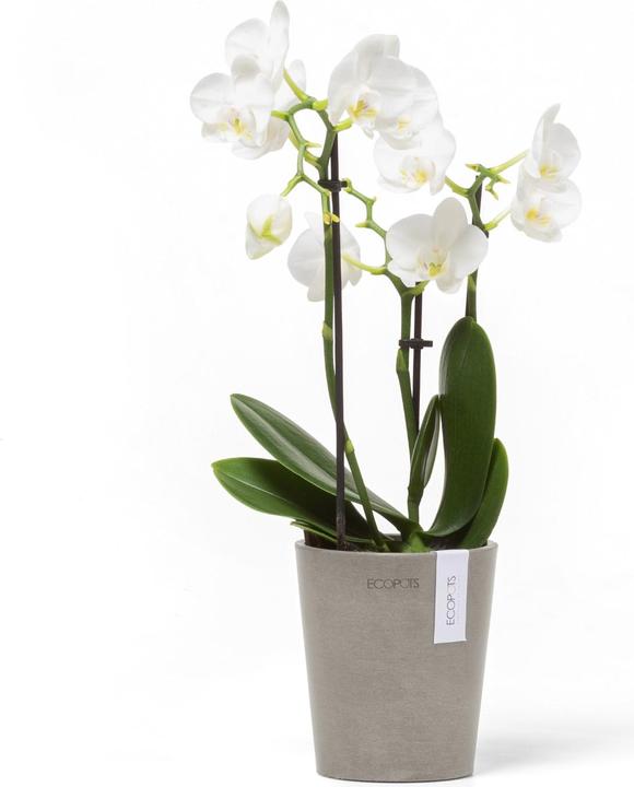 Produktbild Ecopots Morinda (11 cm)