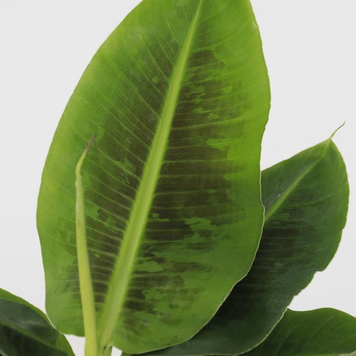 Immagine prodotto Plant in a Box Musa Orientale Nana - Set di 2 banane nane (25 cm)