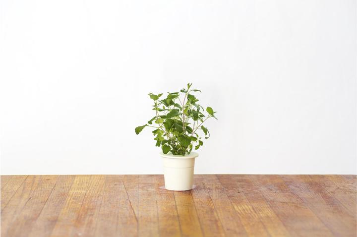 Produktbild Click and Grow Katzenminze (Kräutersamen)