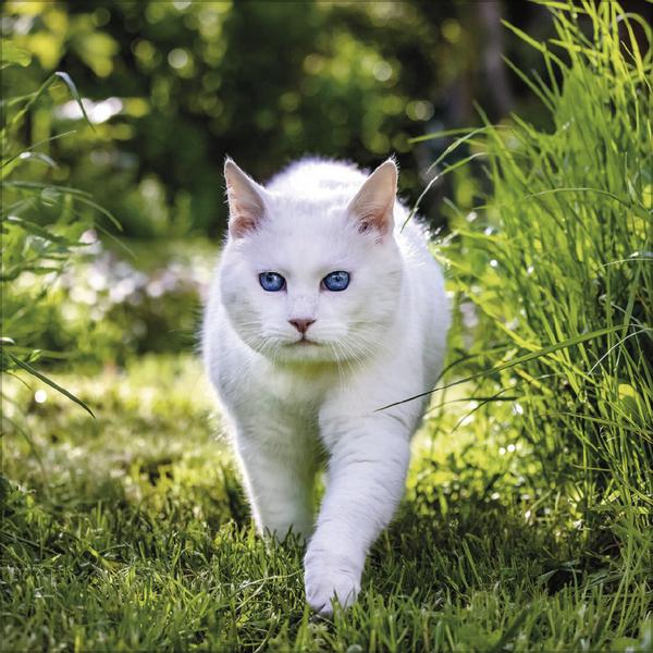 Actual product image Cats 2026 (Special)