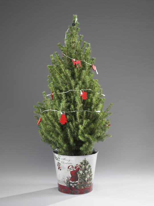 Produktbild Zuckerhutfichte mit dekorativer LED Lichterkette & Topf (80 cm)