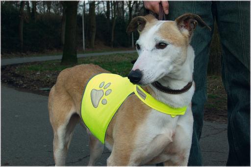 Actual product image Beeztees Safety Gear Safety Vest H (M, Dog vest)