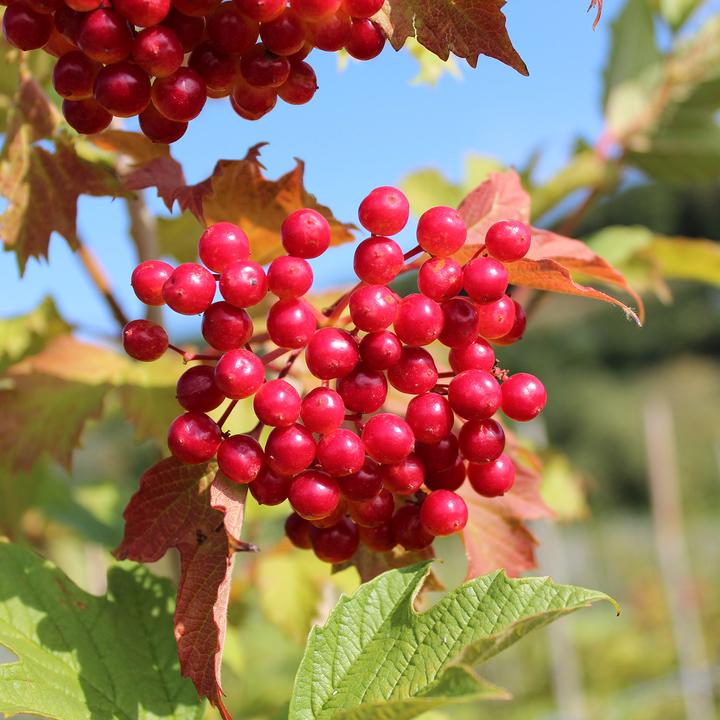 Image du produit Zulauf Gemeiner Schneeball / Viburnum opulus (100 cm)