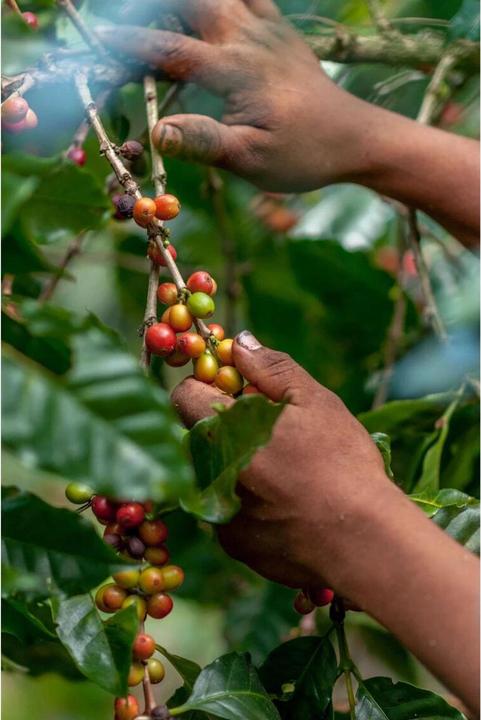 Immagine prodotto Onesto Miscela Seehallen (1000 g, Tostatura media)