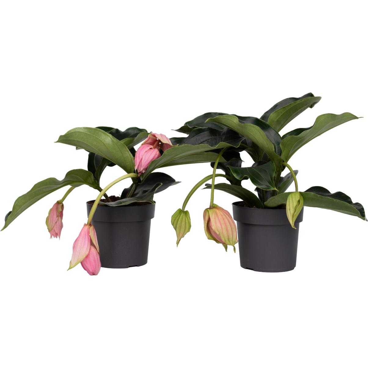 Plant in a Box, Pflanzen, Medinilla Magnifica - 2er Set Rosenmedinilla (40 cm)