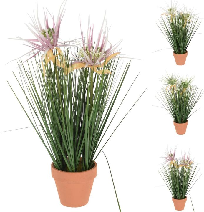 Casativo Erba decorativa in un vaso chic