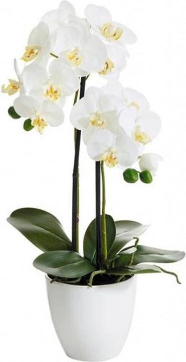 Actual product image Botanic-Haus Phalaenopsis (Orchid) (54 cm)