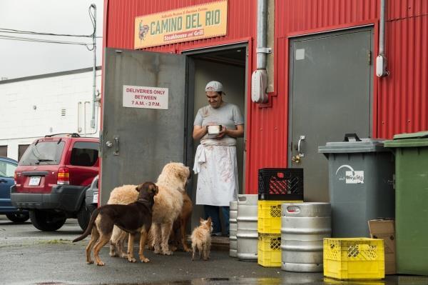 Actual product image Sony The incredible adventures of Bella (DVD, 2019, German, French, Italian, English)