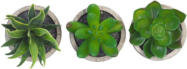 Image du produit Carlo Milano Succulentes décoratives (15 cm)