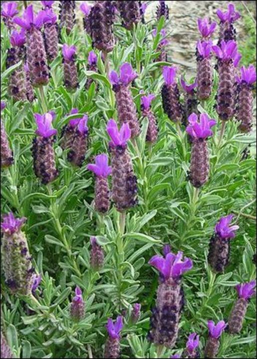 Produktbild Tropica Mediterraner Schopflavendel (Keimlinge)