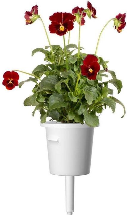 Actual product image Click and Grow Red Pansy Seeds 3-Pack