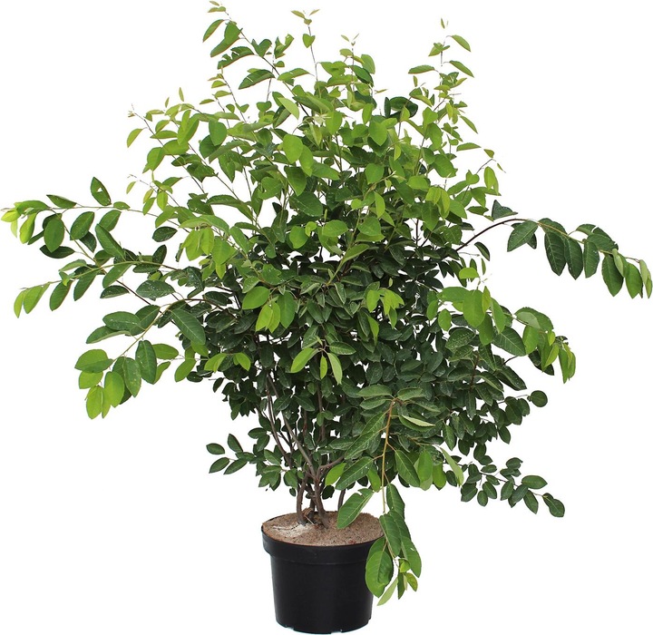 Immagine prodotto Zulauf Kupfer-Felsenbirne / Amelanchier lamarckii (100 cm)