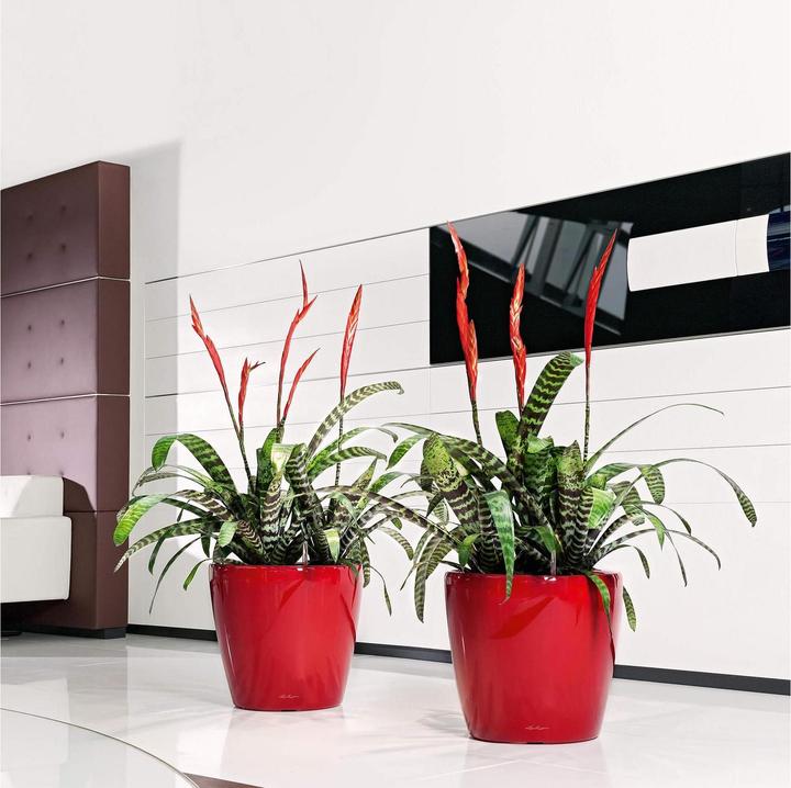 Image du produit Lechuza Classico (43 x 40 cm)