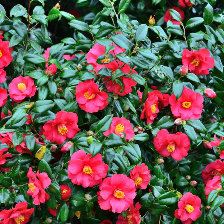 Produktbild Plant in a Box Camellia japonica Bonomiana - 3er Set Japanische Rosen (25 cm)