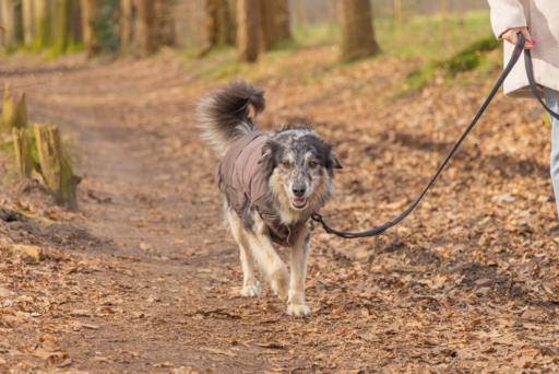 Actual product image Beeztees Hundemantel Wisti (XXS, Dog coat)