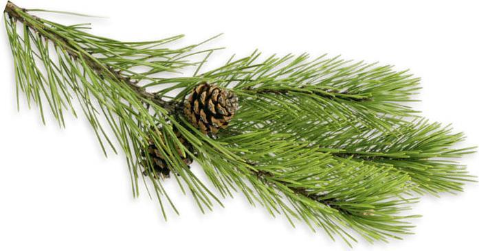 Produktbild Harvia Latschenkiefer Premium Sauna Duftkonzentrat 100ml