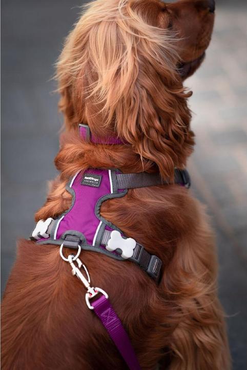 Actual product image Red Dingo Dingo dog harness 25-36 cm 31-43 cm Purple XS (XS, Dog, General)