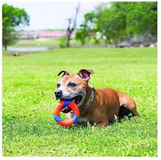 Actual product image Chuckit! ! Ultra Ring (Tug toy dog)