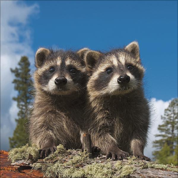 Produktbild Tiere des Waldes 2026 (30 x 30 cm)