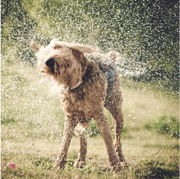 Immagine prodotto Kurgo Mud Dog Shower (Cane, 2000 ml)