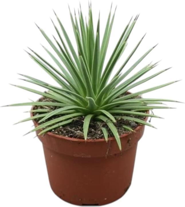 bogenhanf sansevieria laurentii Bogenhanf 'Laurentii' XXL-Größe kaufen