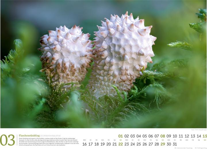 Actual product image Pilze Kalender 2026
