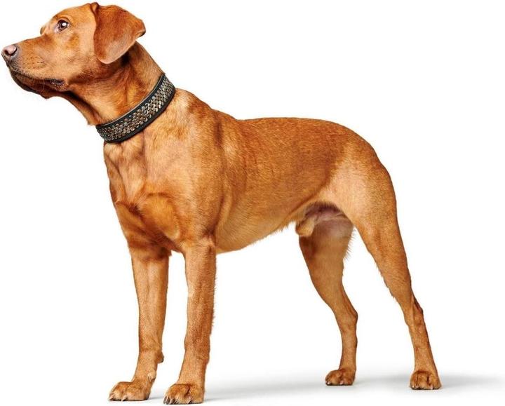 Produktbild Hunter Arizona Up Schwarz für Hunde 60 (60, Hund, Allgemein, Spazieren)
