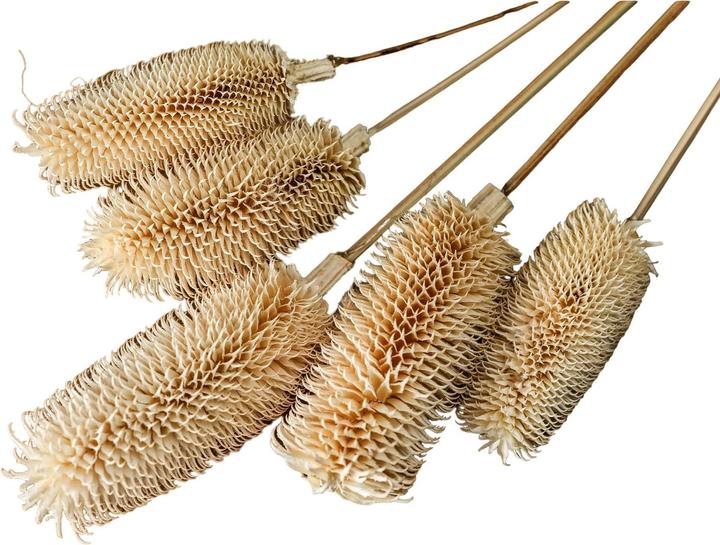 Actual product image Hill Interiors Thistle Dried Plant (60 cm)