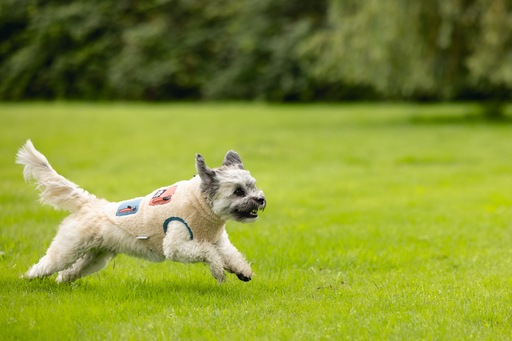 Produktbild Beeztees Teddy (S, Hundepullover)
