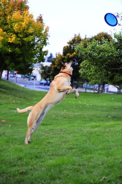 Immagine prodotto Chuckit! Paraflight (Cucciolata di cane giocattolo)