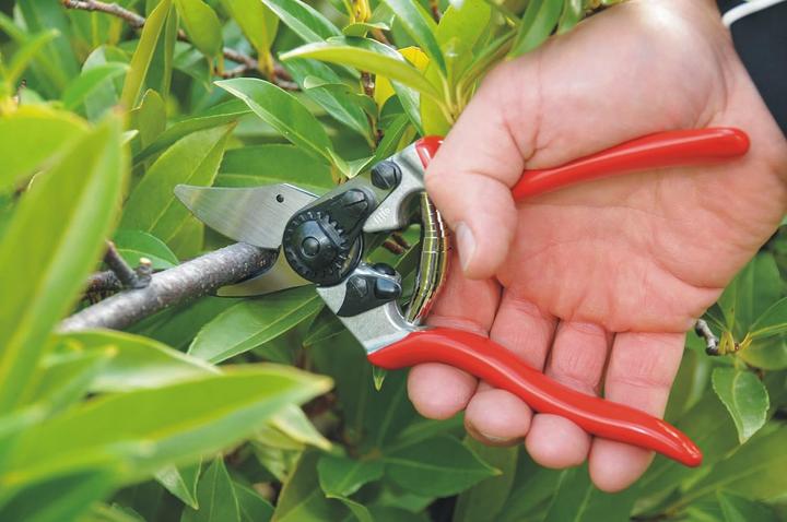 Image du produit Felco Cisailles de jardin 6
