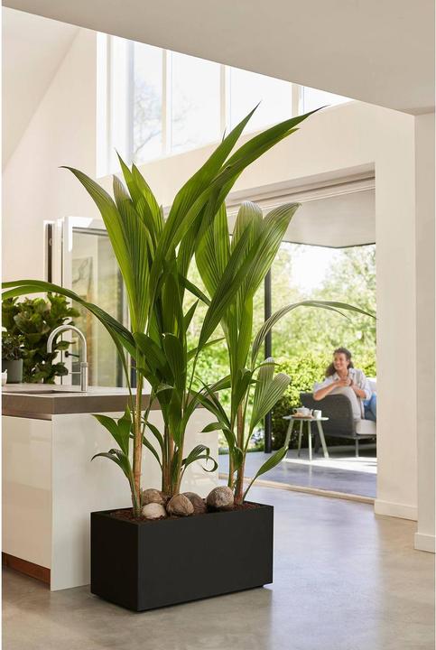 Actual product image Elho Vivo Next Lang (60 x 30 x 29 cm)