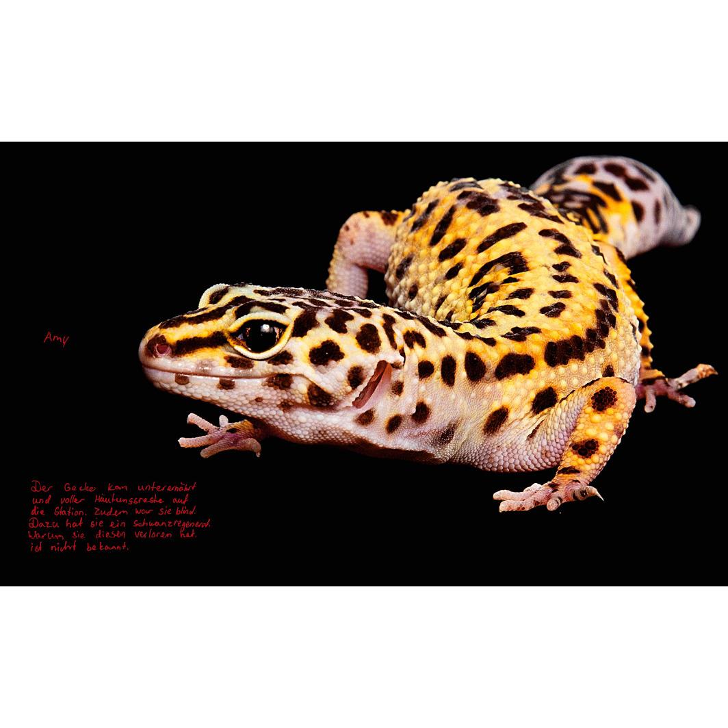 Thumbnail - Wegwerfware, Fachbücher von Sara Affolter