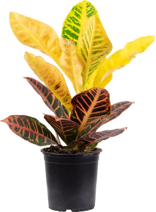 Actual product image Flowerbox Croton Petra - height ca. 40 cm, pot-Ø 13 cm - Codiaeum Petra (20 cm)