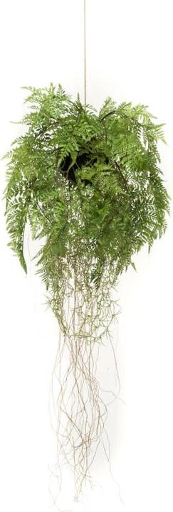 Emerald Farn mit Wurzeln (105 cm)