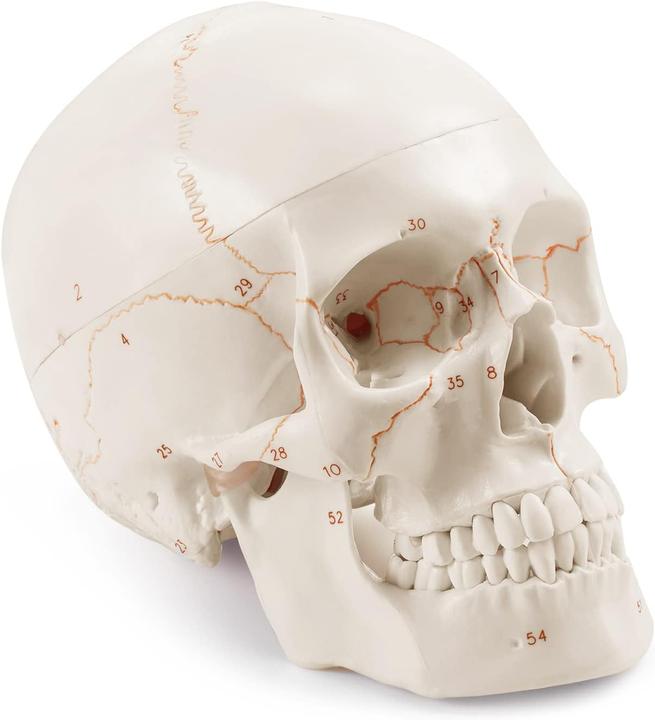 Produktbild Medarchitect Upgraded Human Skull