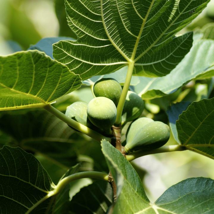 Actual product image Plant in a Box Ficus Carica - Fig tree (70 cm)